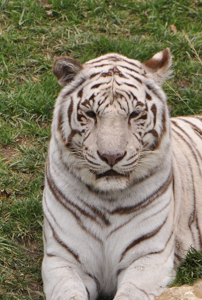 Evolutionary Legacy That Lives On (image credits: flickr)