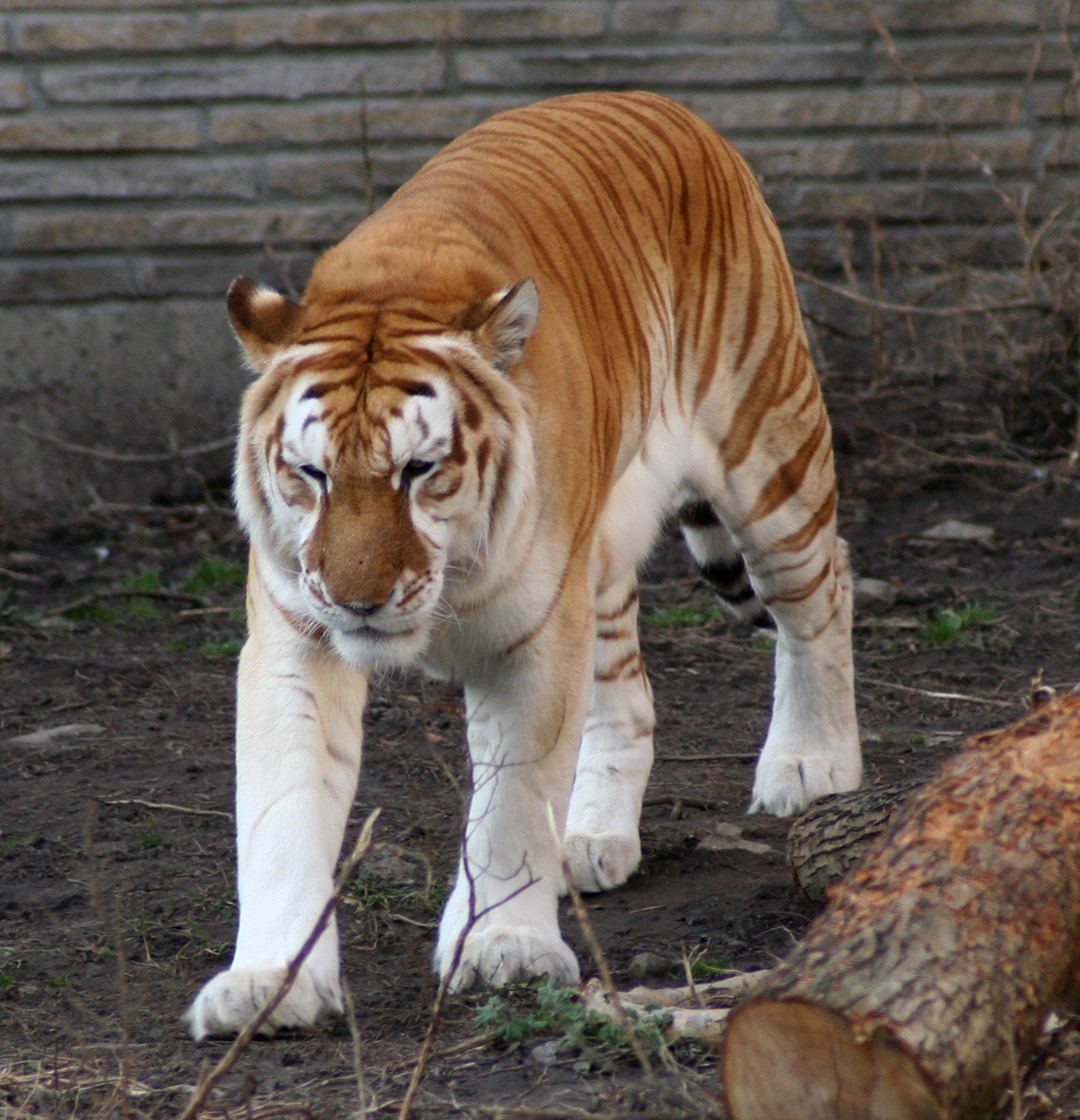 Some Tigers Are Born Without Stripes (image credits: wikimedia)