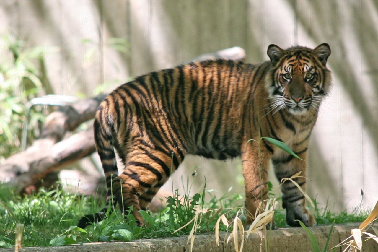 Tigers Are Nature’s Silent Stalkers (image credits: wikimedia)