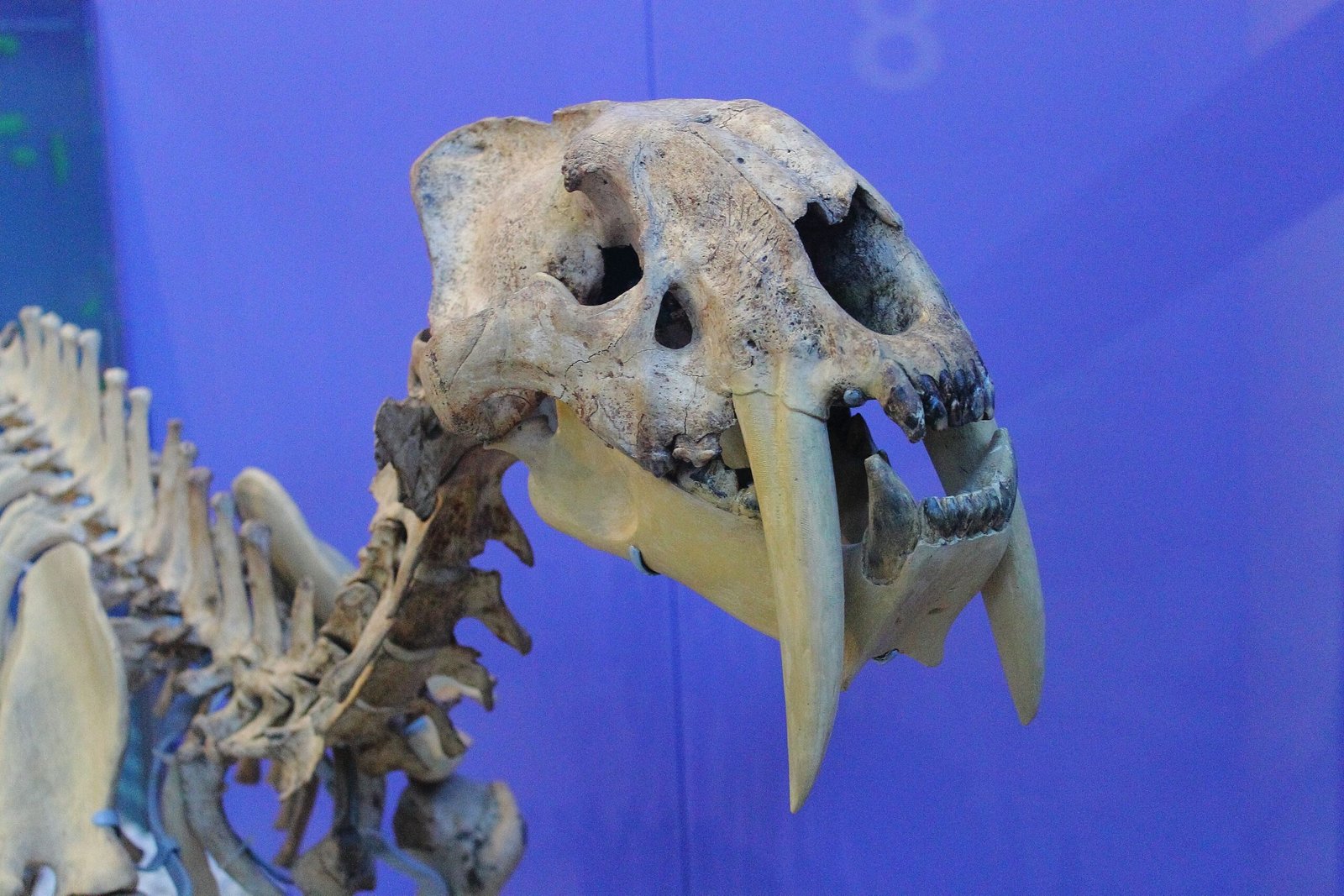 Fangs Like Swords: The Saber-Toothed Tiger’s Smile (image credits: wikimedia)