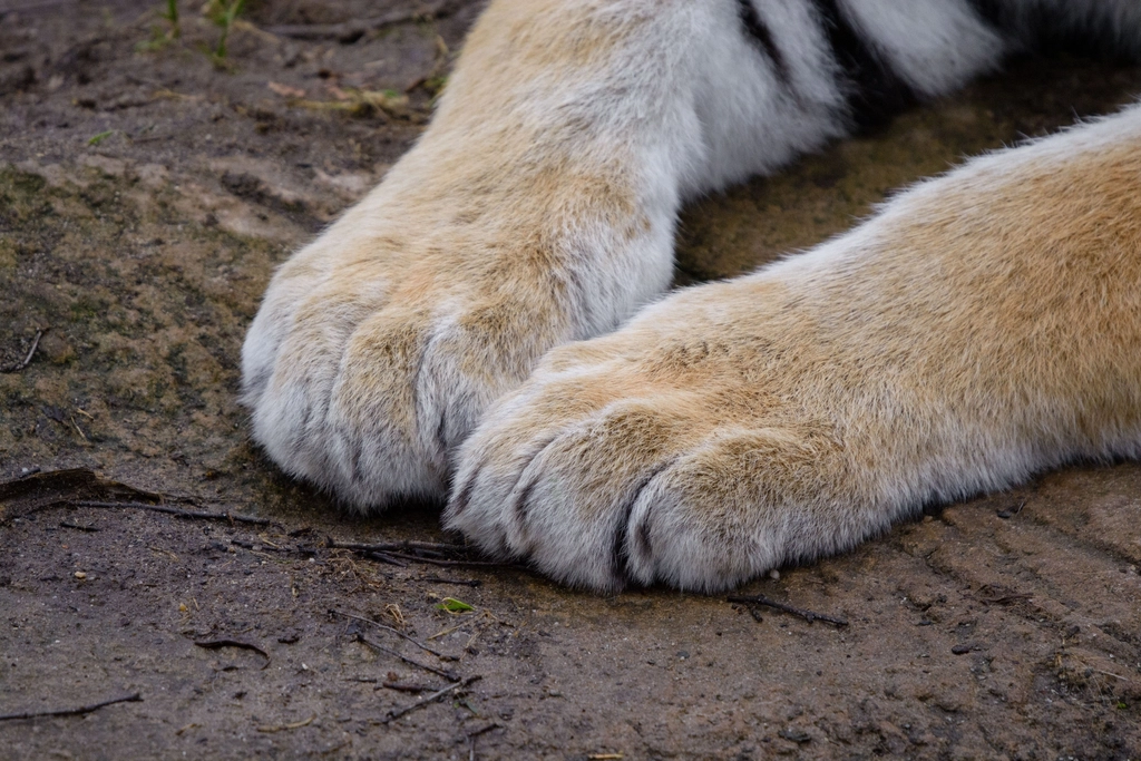 Claws Like Knives (image credits: rawpixel)