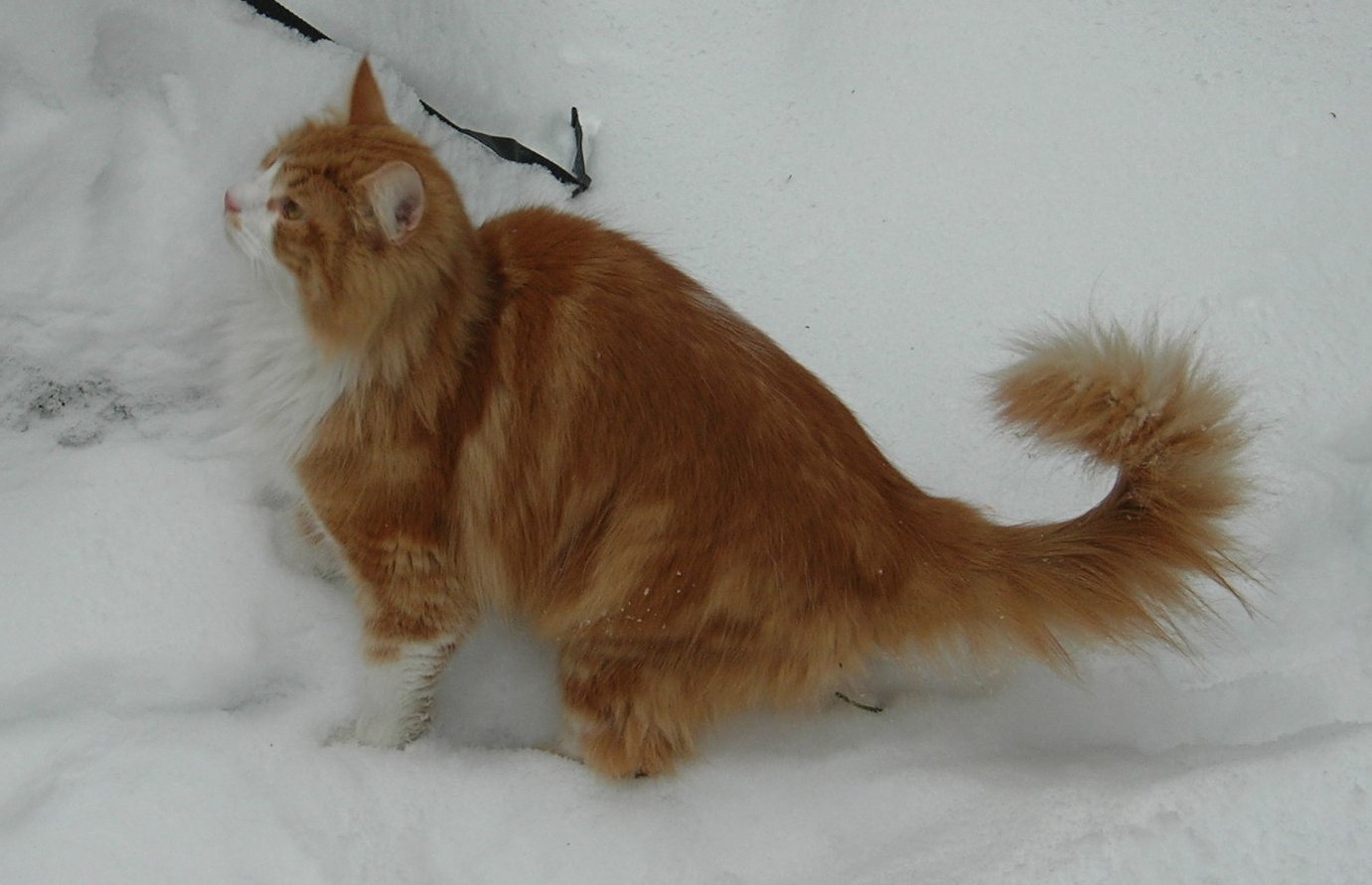 Norwegian Forest Cats: The Independent Spirits (image credits: wikimedia)