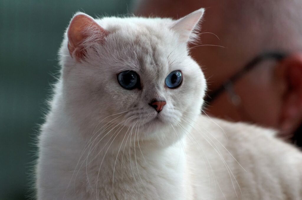 British Shorthairs: The Polite Distance-Keepers