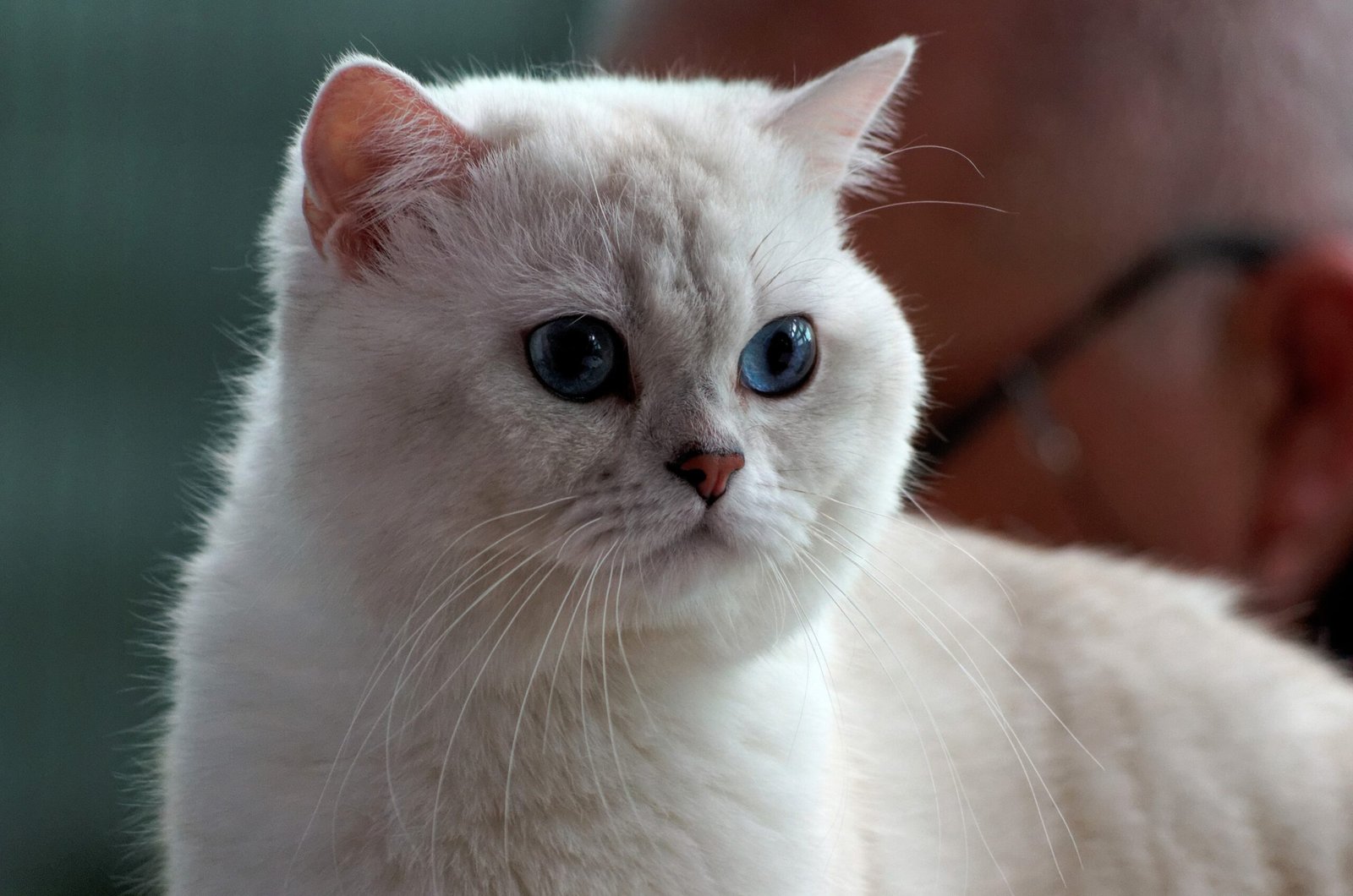 British Shorthairs: The Polite Distance-Keepers (image credits: wikimedia)