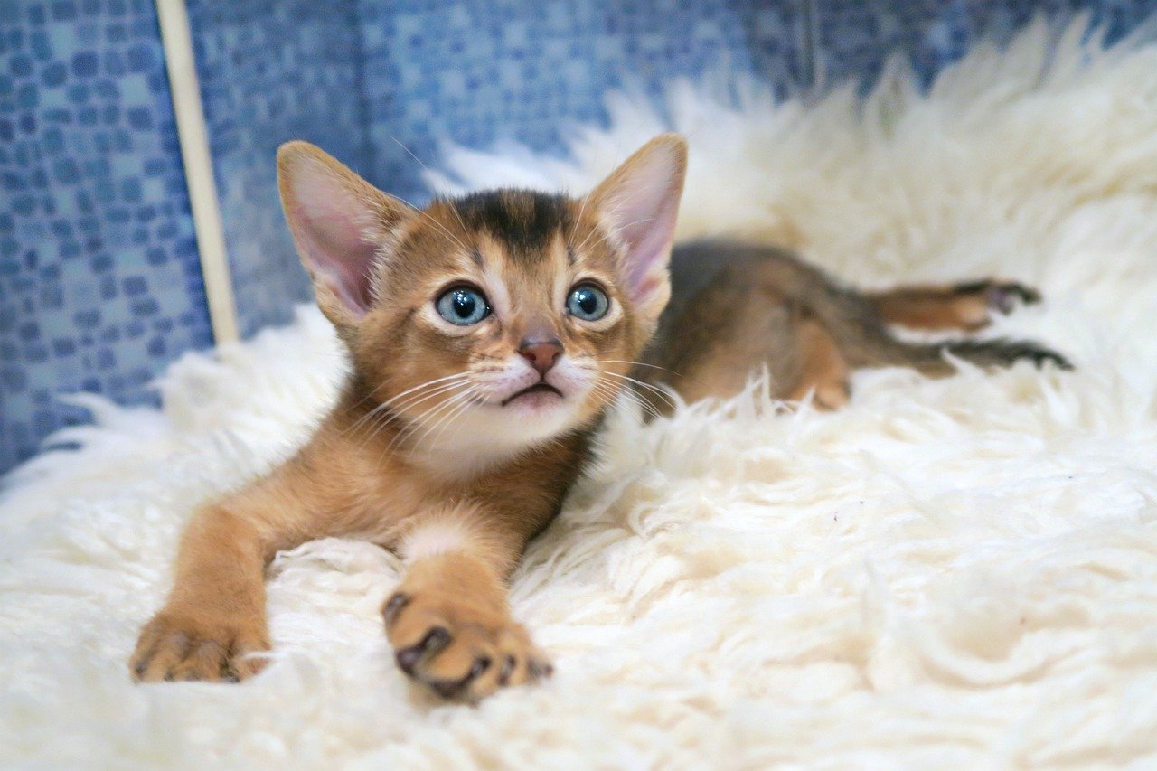 Abyssinian Cats: The Busy Body Followers (image credits: pixabay)