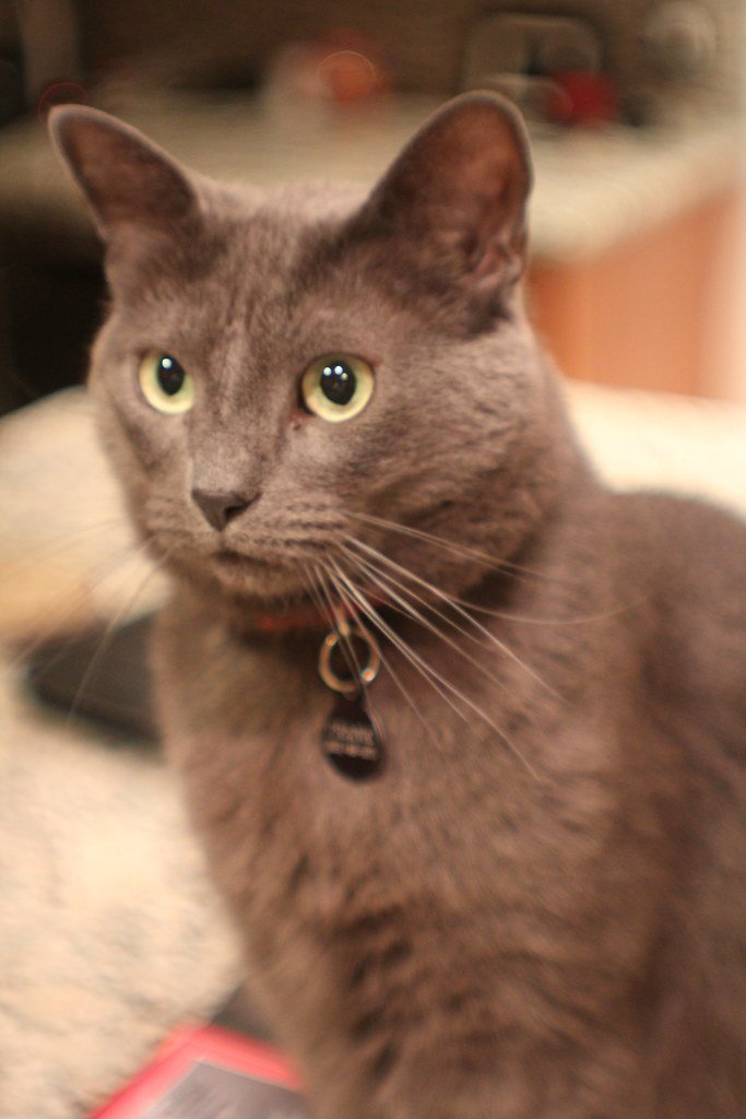 The Science Behind Feline Attachment (image credits: flickr)