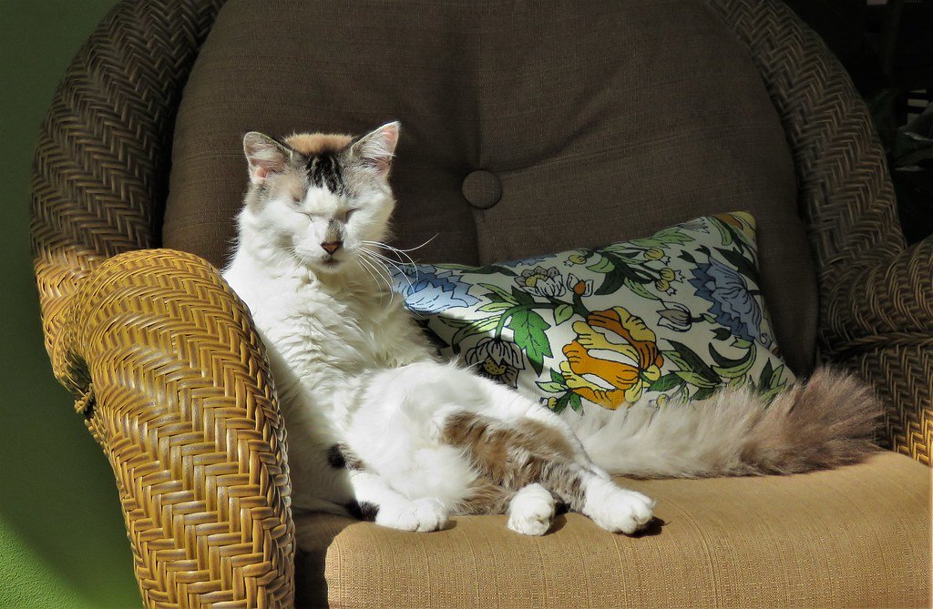 When Shadowing Becomes a Problem (image credits: flickr)