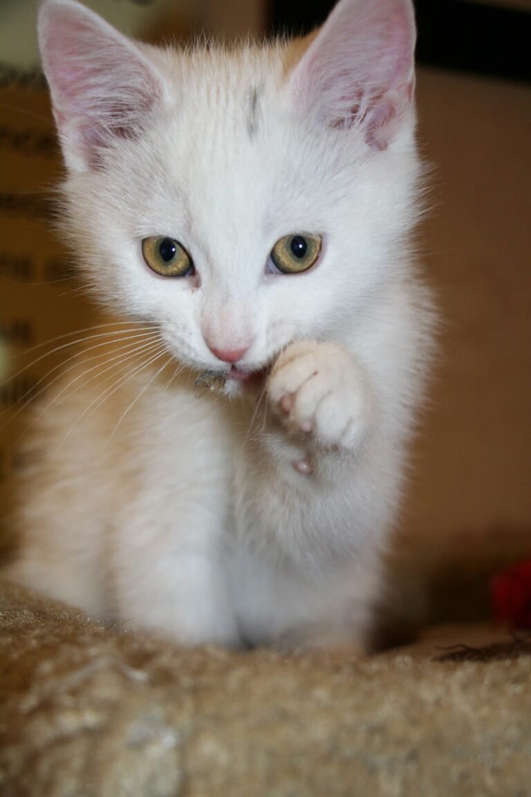 Why Some Cats Shadow You From Room to Room (and Others Don't)