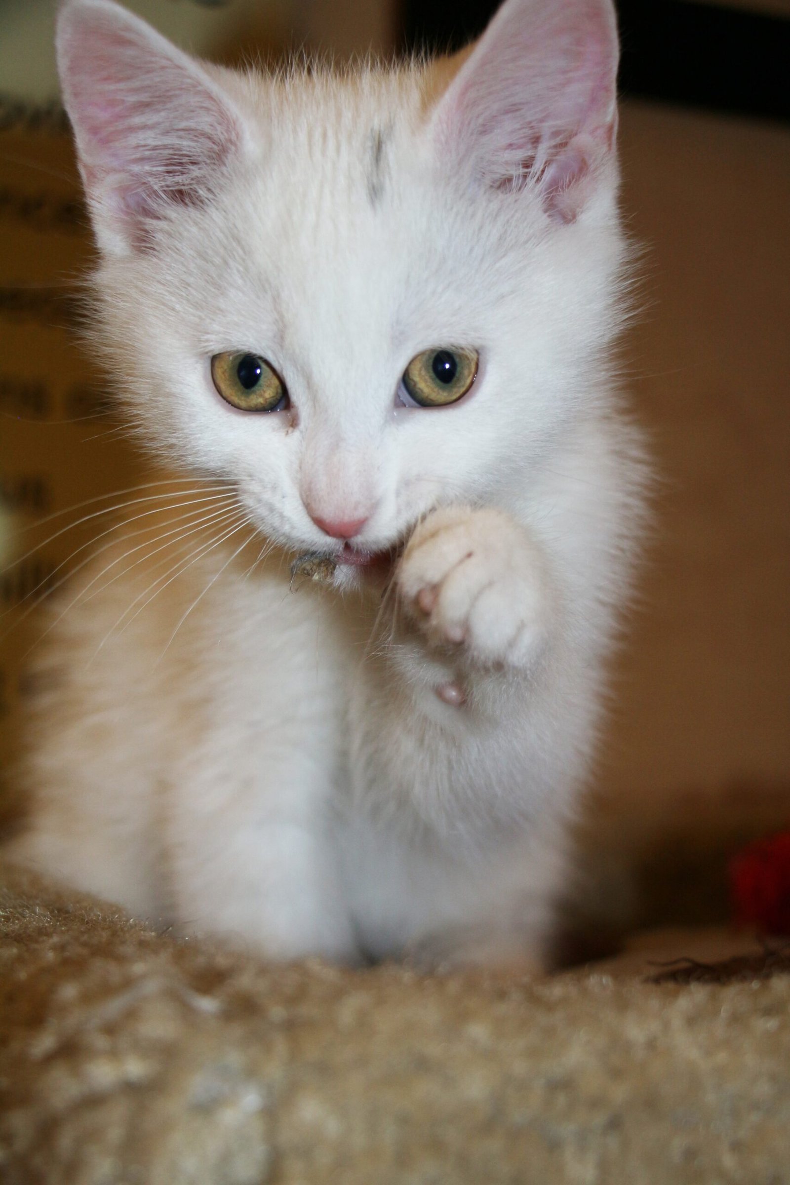 Why Some Cats Shadow You From Room to Room (and Others Don't)