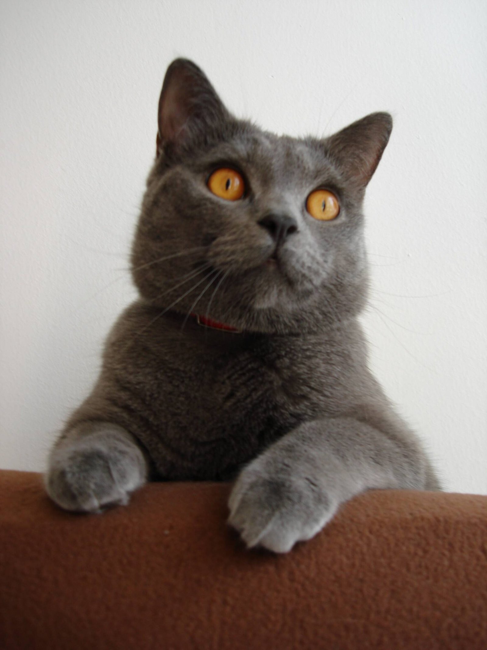 Chartreux: The French Mute (image credits: wikimedia)