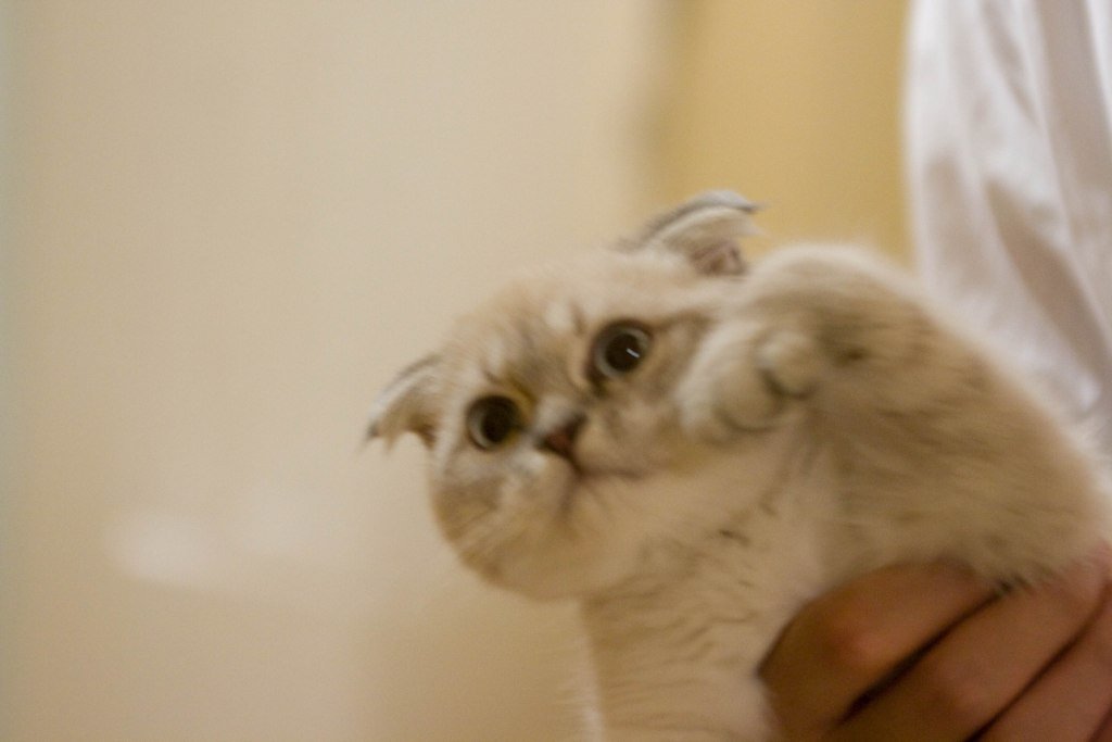Scottish Fold: The Silent Philosopher (image credits: wikimedia)