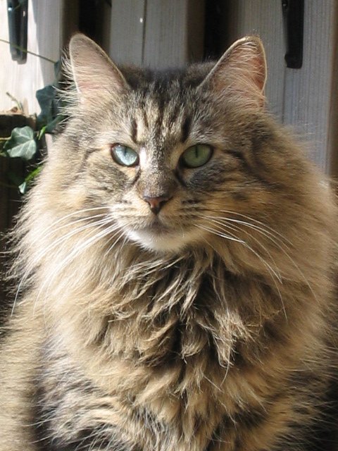 Norwegian Forest Cat: The Gentle Giant
