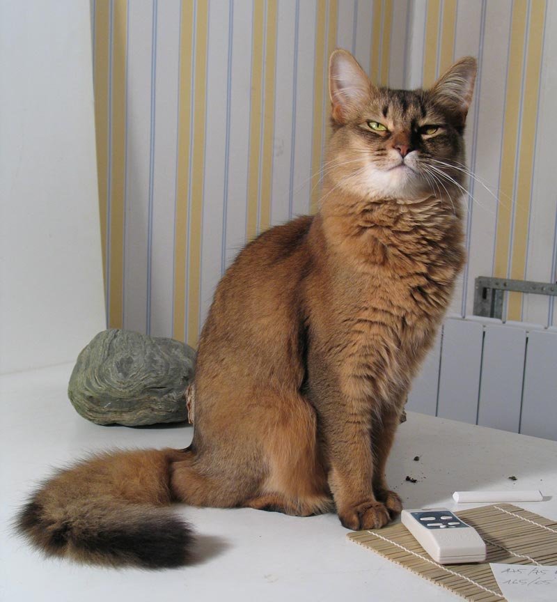 Somali: The Expressive Tail-Talker (image credits: wikimedia)