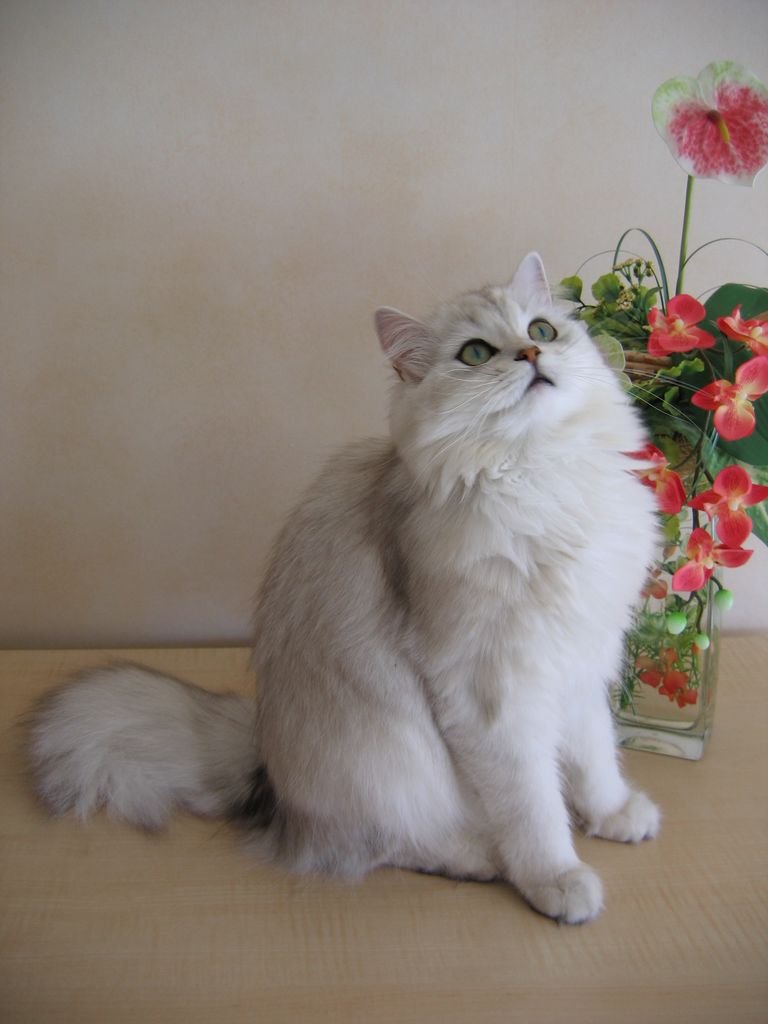 British Longhair: The Fluffy Monarch (image credits: wikimedia)