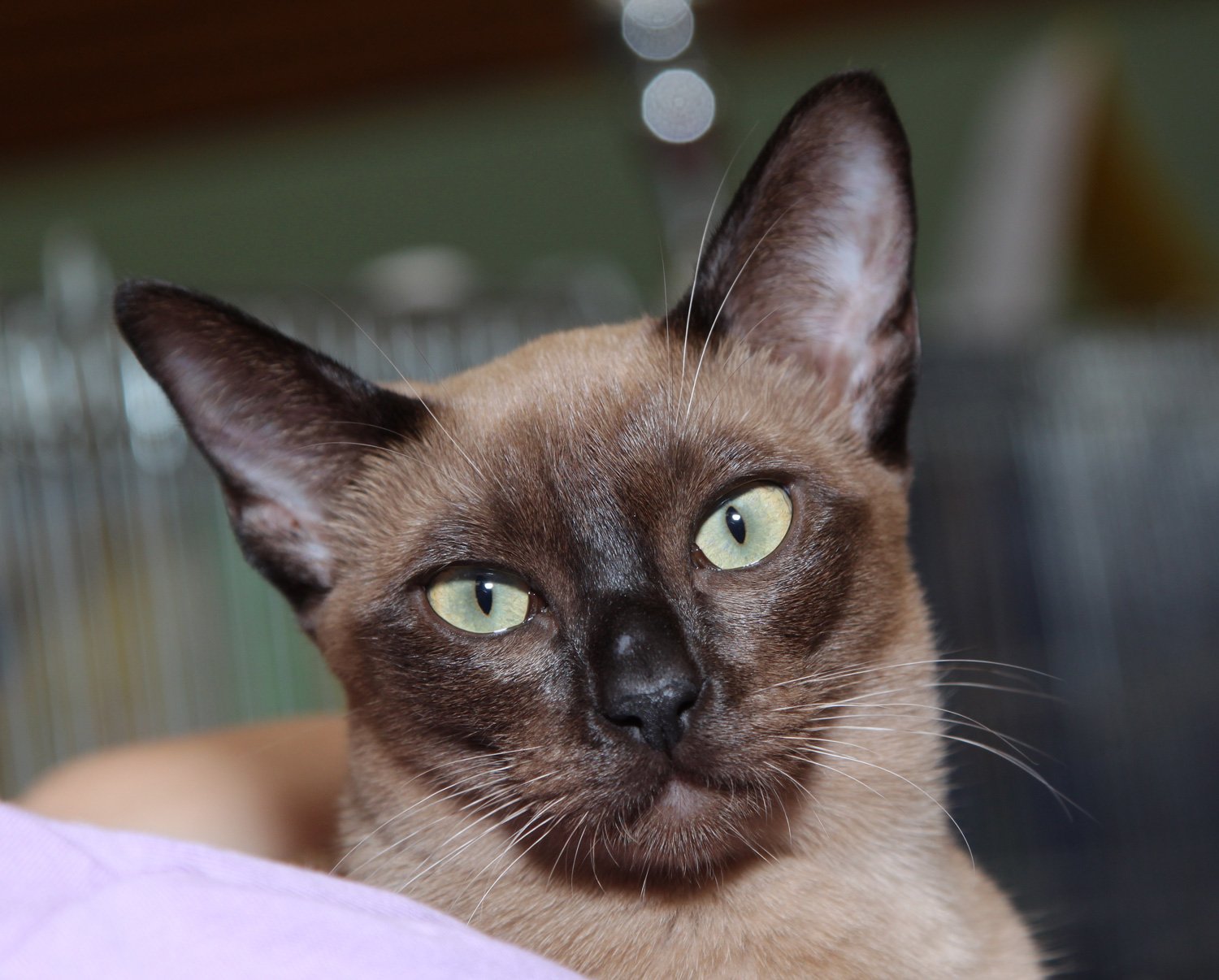 Tonkinese: The Low-Key Socialite (image credits: wikimedia)