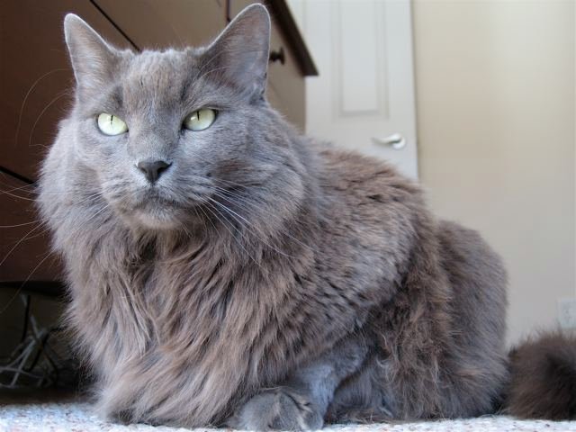 Nebelung: The Enigmatic Beauty