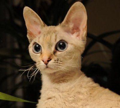 Devon Rex: The Alien Quiet