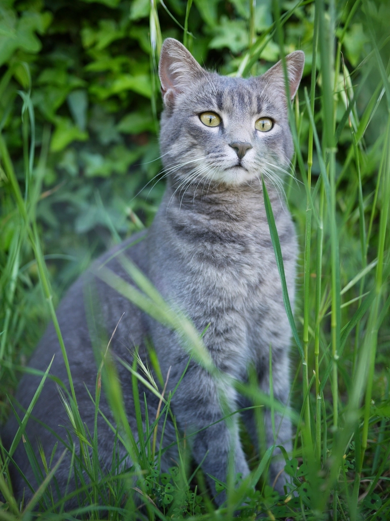 Manx: The Silent Sprinter