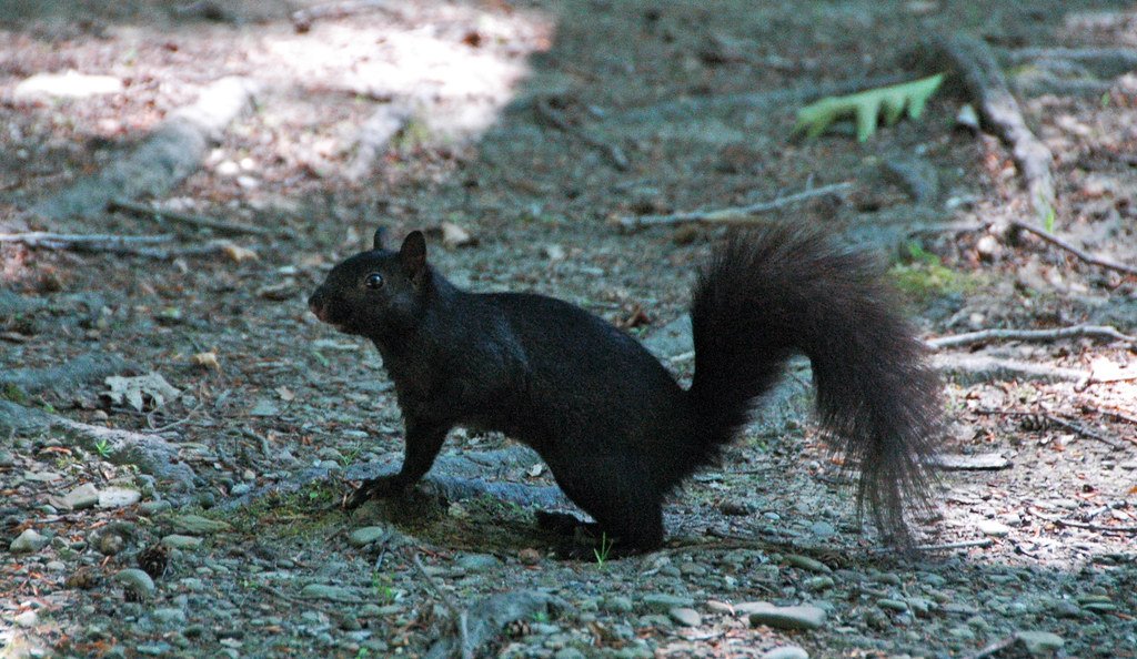 Quercylurus: The French Forest Dweller (image credits: flickr)
