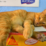 Nimravids (Not True Cats) — The 40-Million-Year-Old Feline Impostors