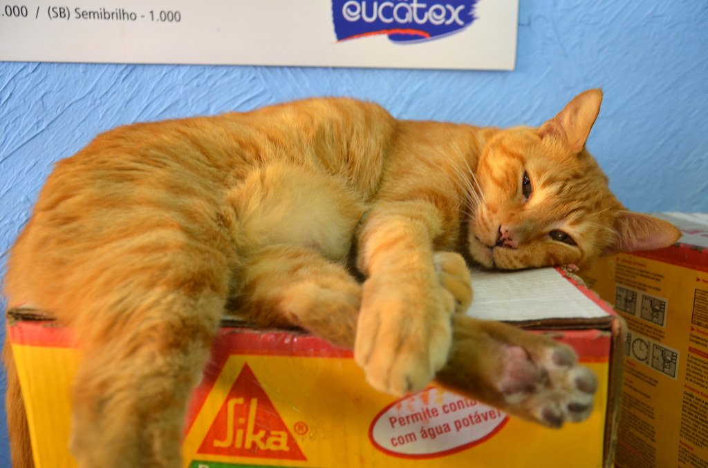 Nimravids (Not True Cats) — The 40-Million-Year-Old Feline Impostors
