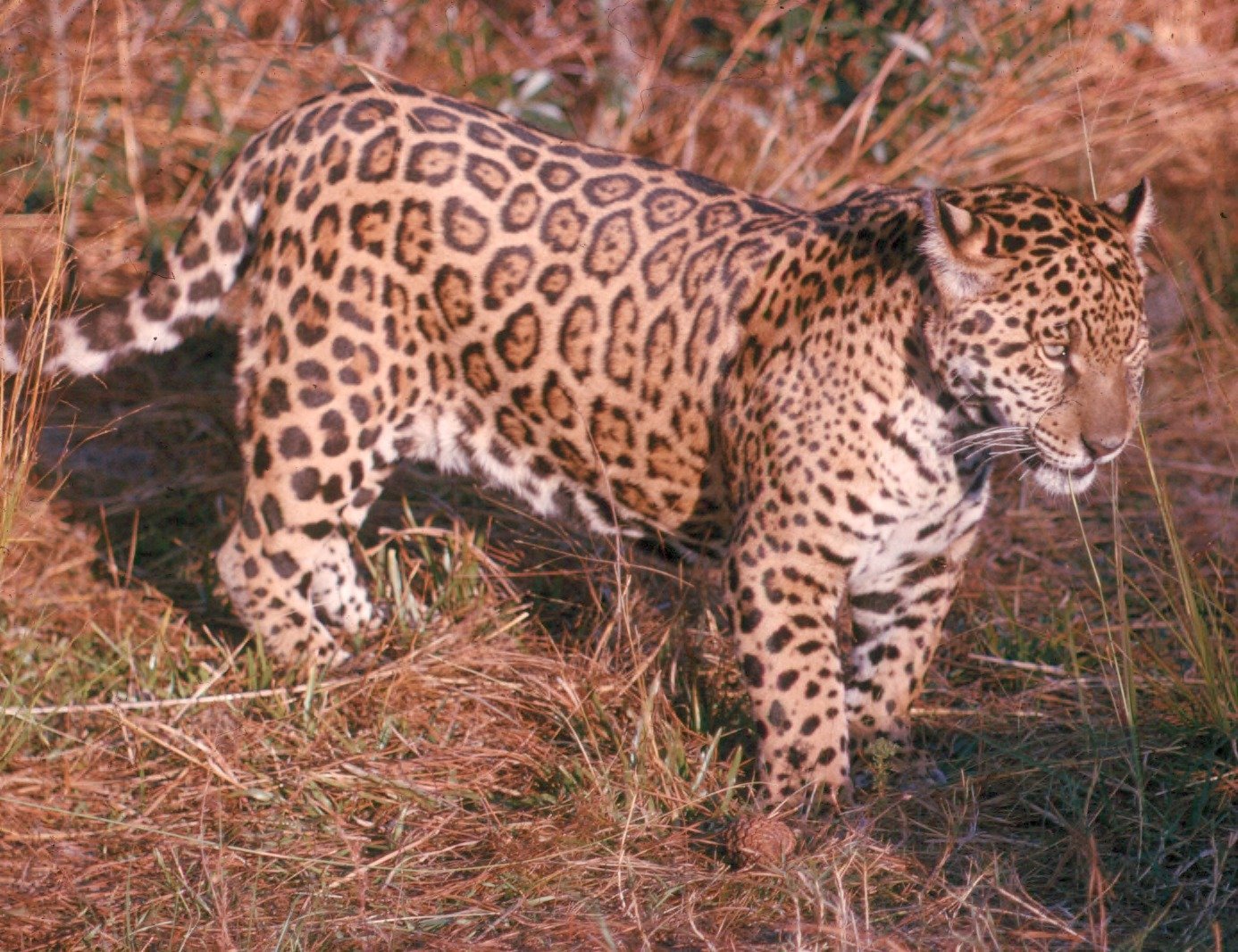 Jaguars — Power Passed Down the Riverbanks (image credits: wikimedia)