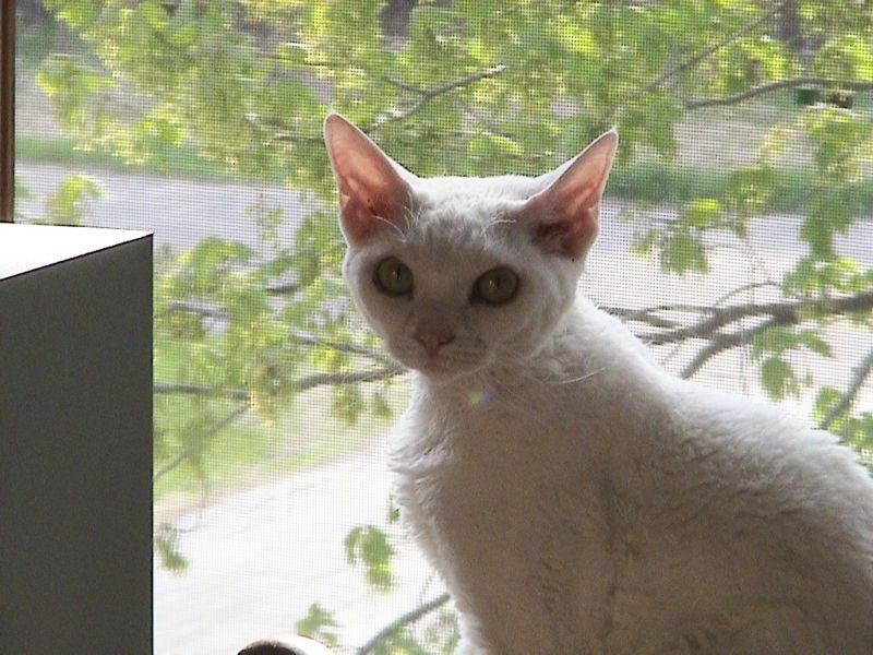 Devon Rex: The Pixie With Curls (image credits: wikimedia)