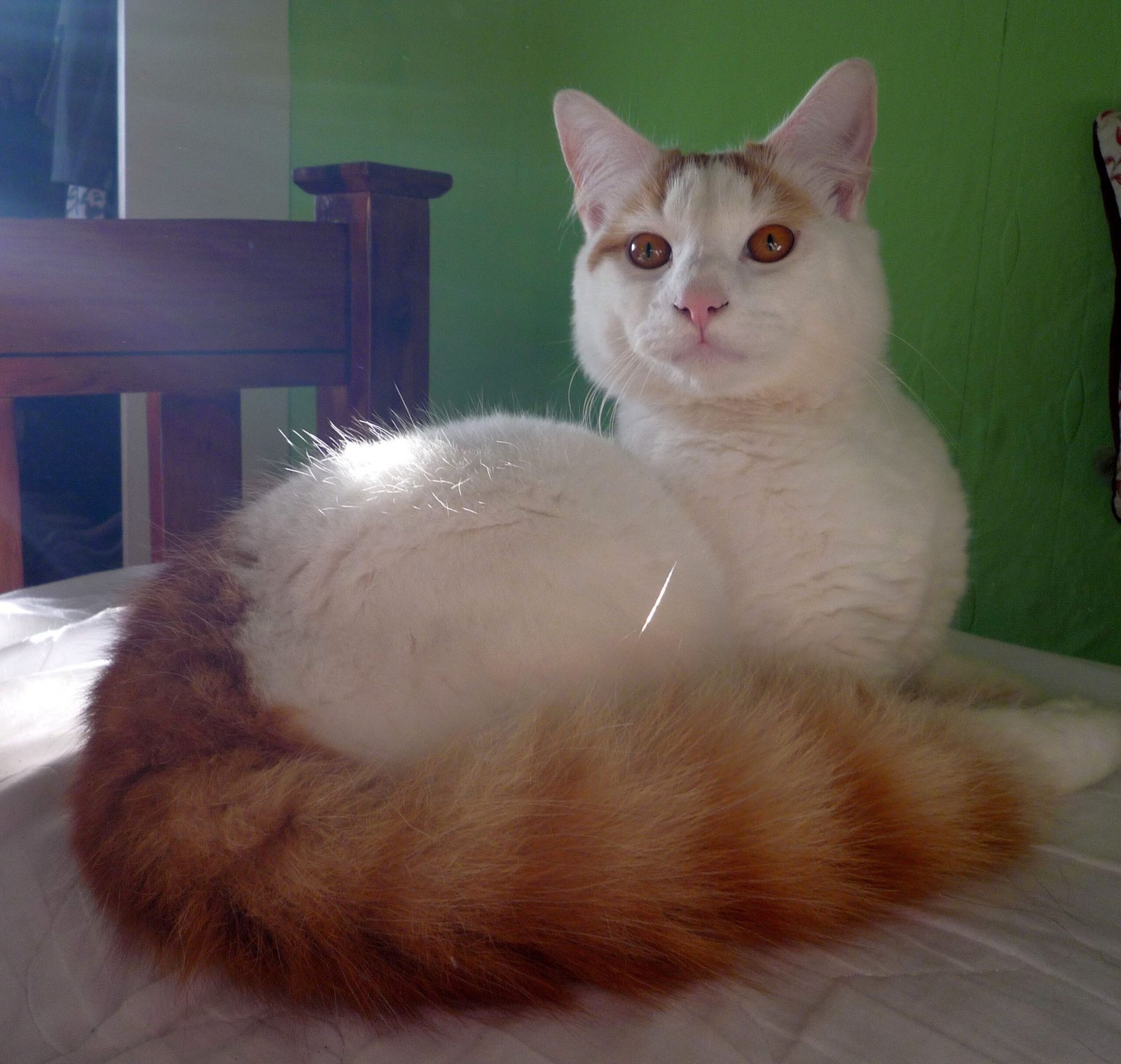 Turkish Van: The Swimming Cat (image credits: wikimedia)