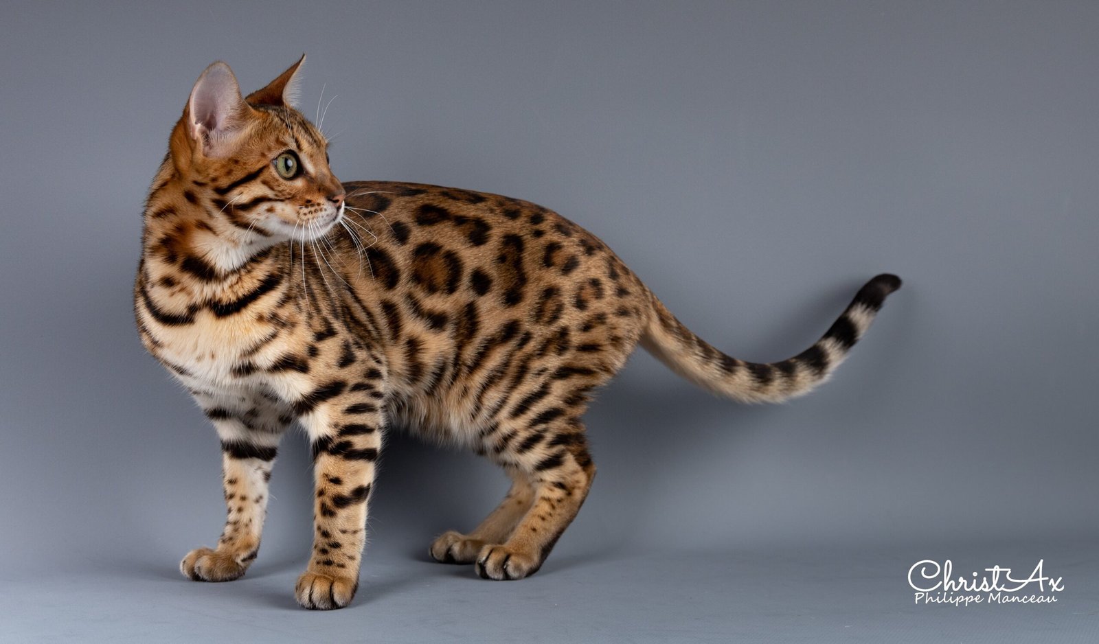 Bengal: The Glitter Cat (image credits: wikimedia)