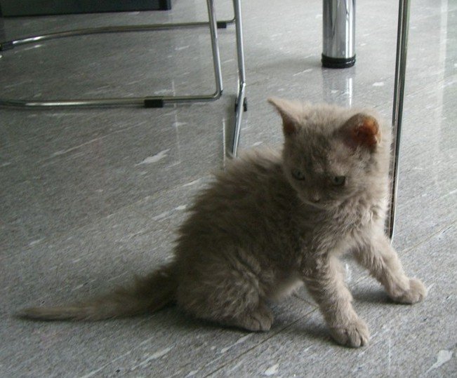Selkirk Rex: The Grumpy Cat Lookalike (image credits: wikimedia)