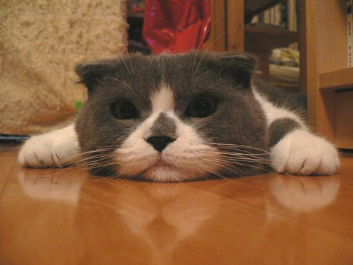 Scottish Fold: The Quiet Confidant (image credits: wikimedia)