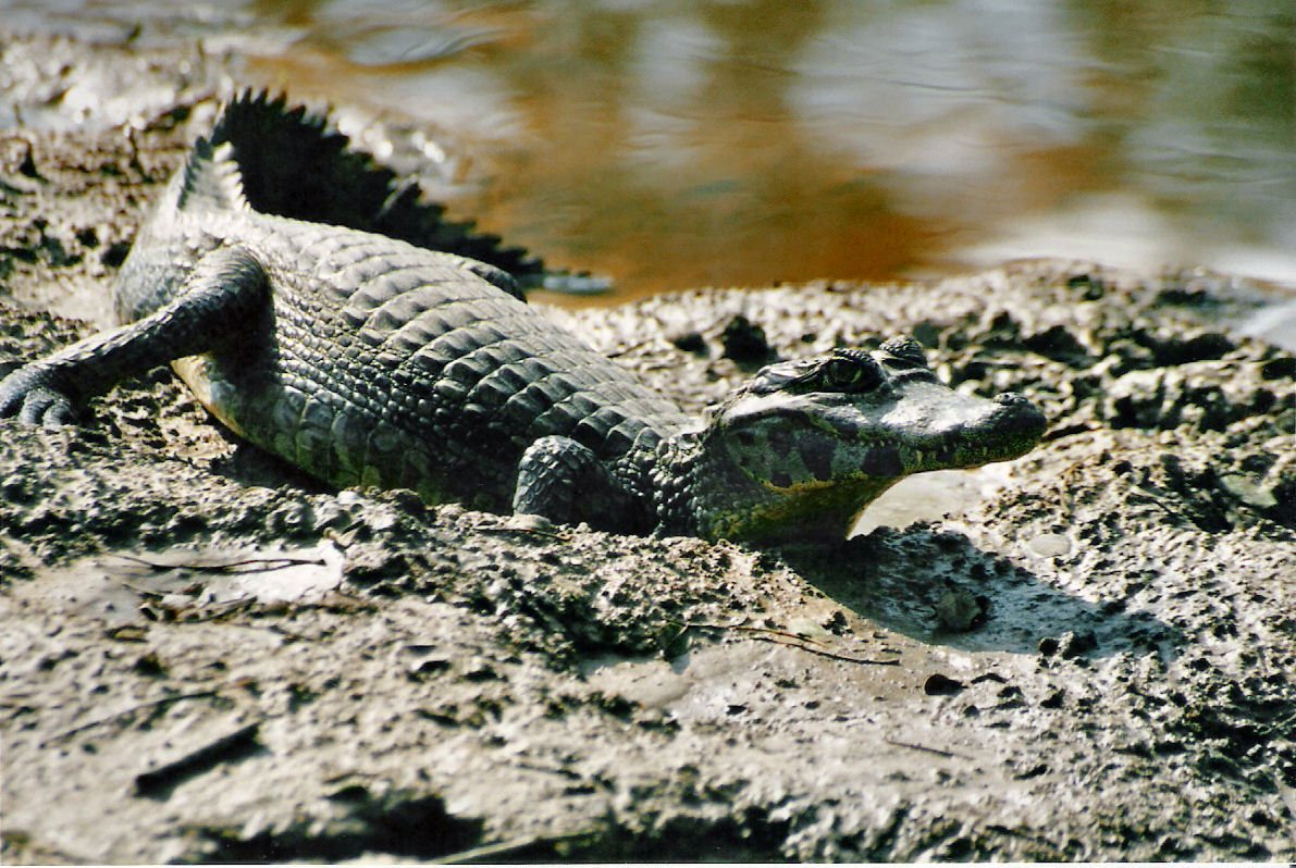 Caiman Sentries (image credits: wikimedia)