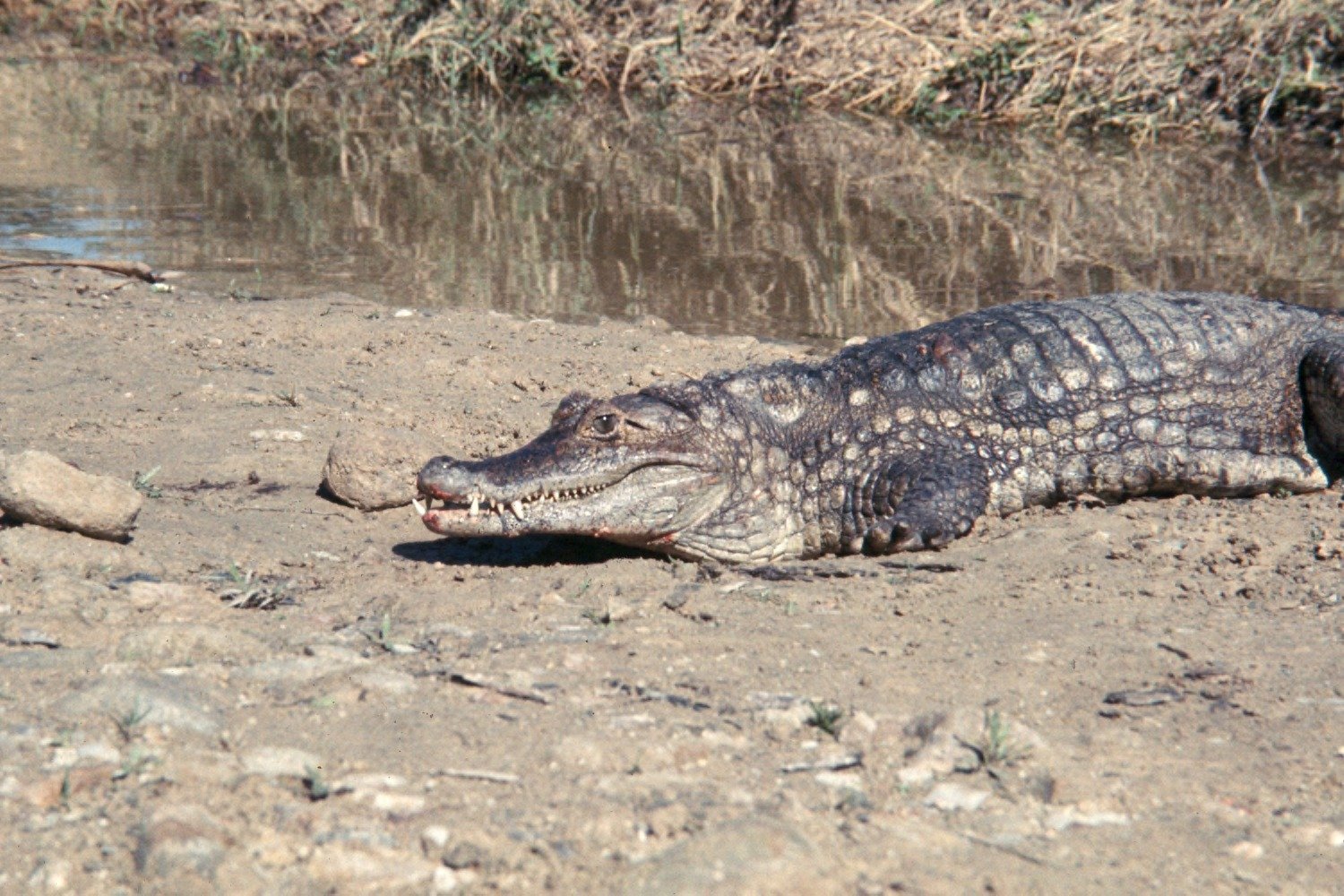 Nature’s Balance (image credits: wikimedia)