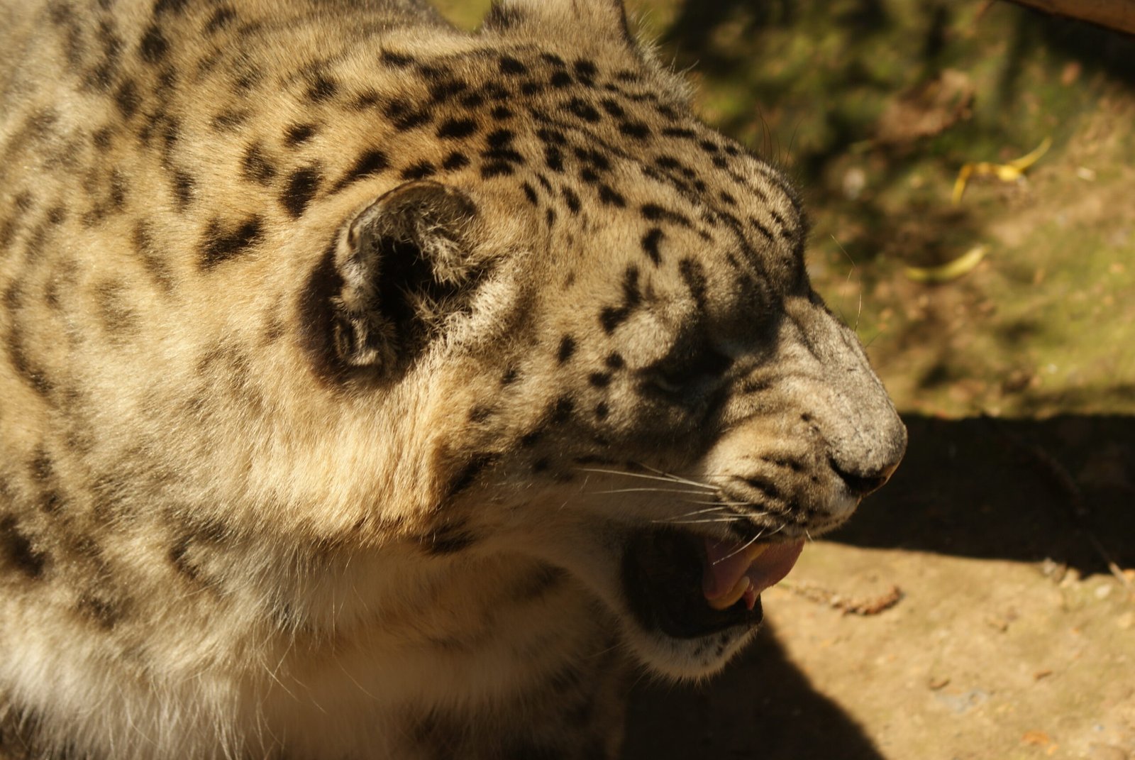 Adapting to Change (image credits: wikimedia)