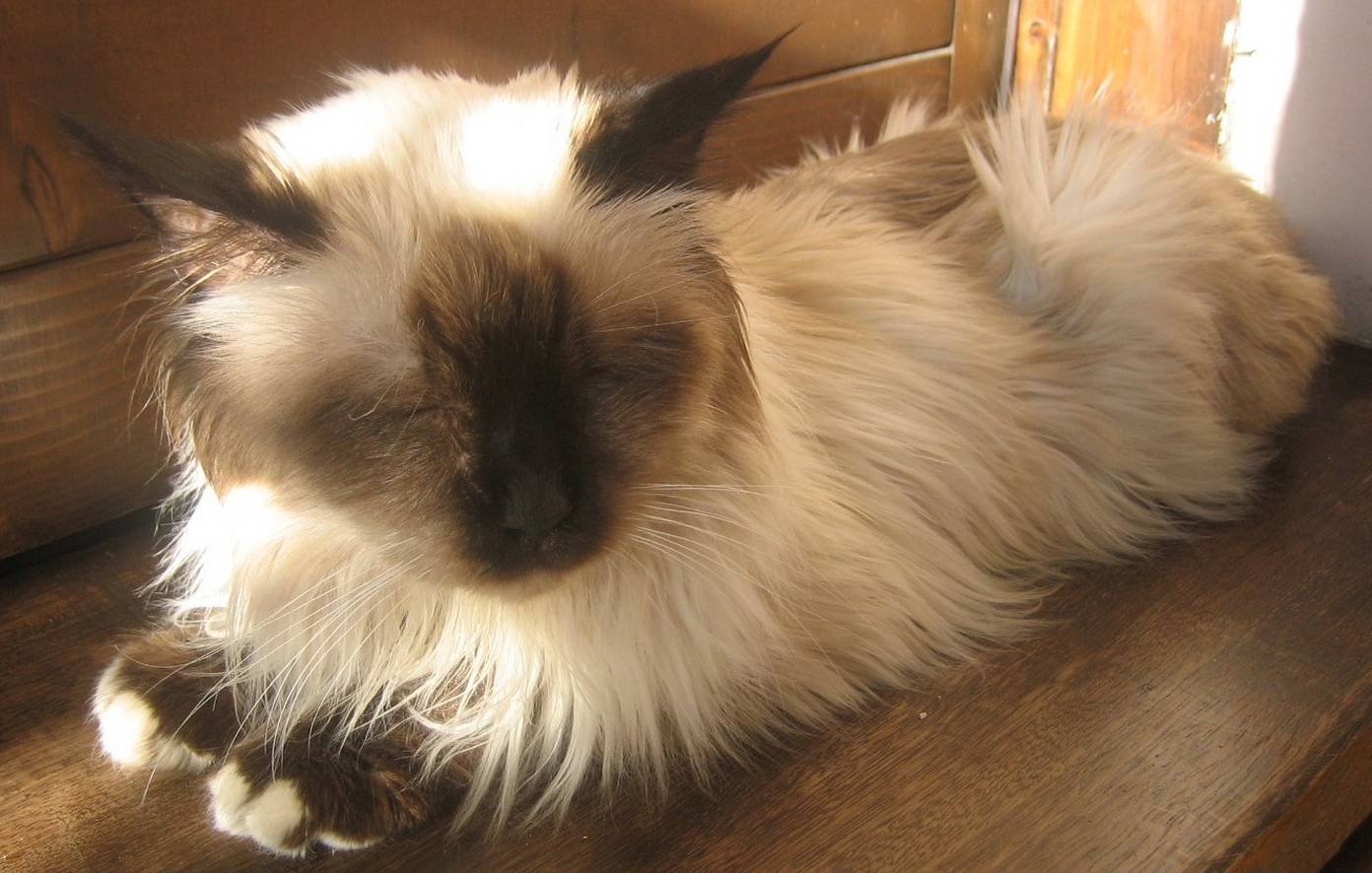 Birman: The Velvet-Gloved Wonder (image credits: wikimedia)
