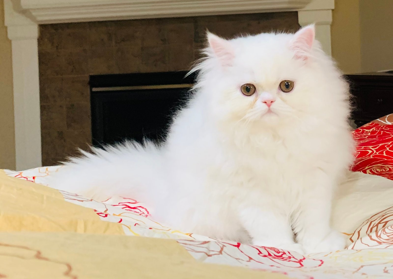 Persian: The Fluff Royalty (image credits: wikimedia)