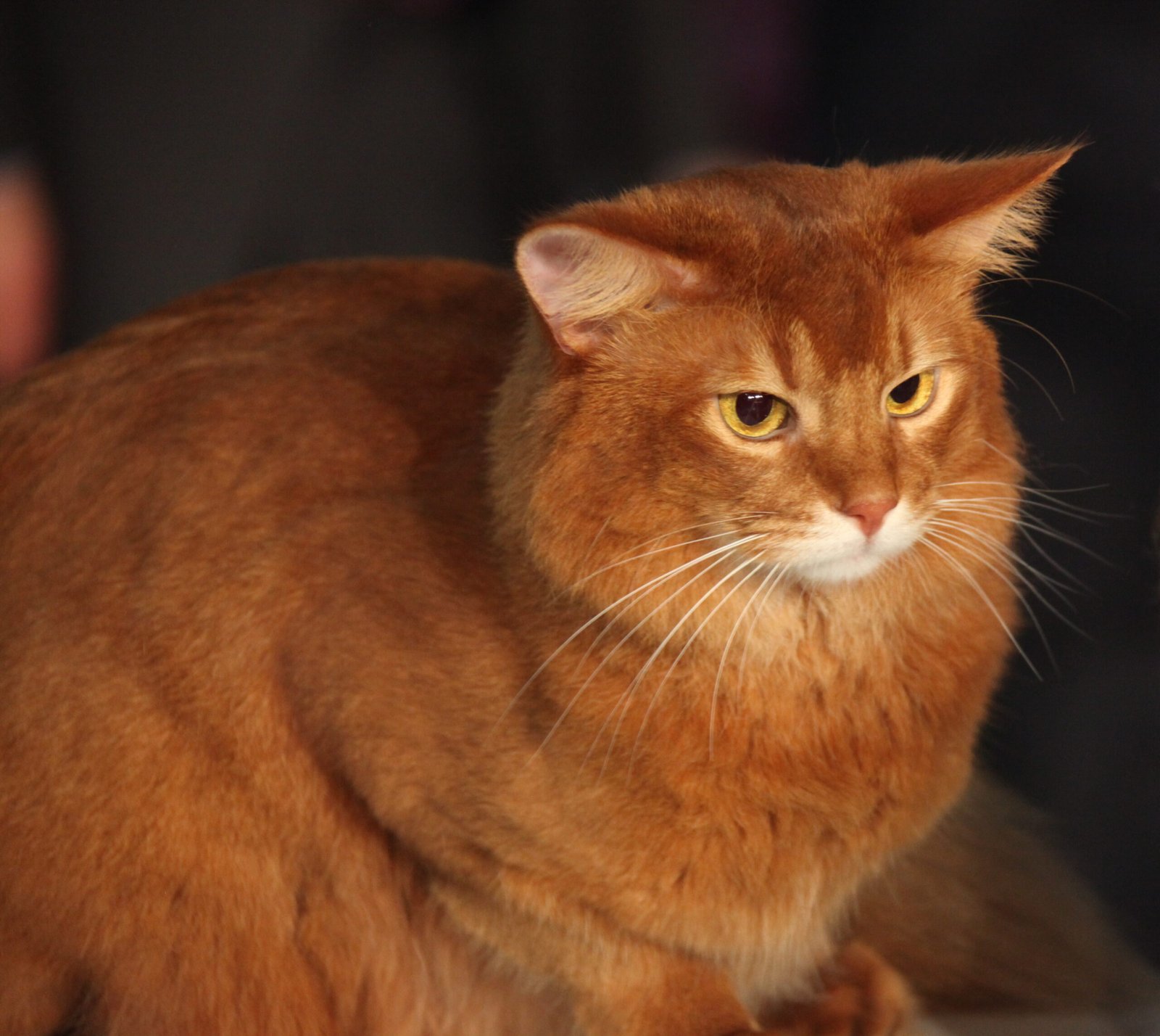 Somali: The Foxy Feline (image credits: wikimedia)