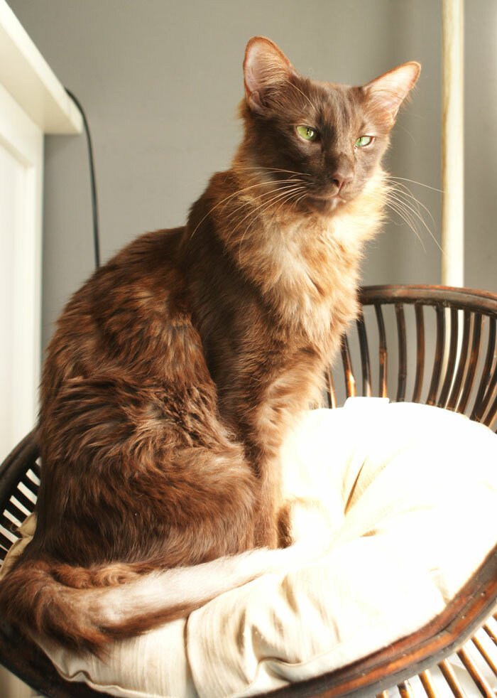 Oriental Longhair: Softness With Attitude (image credits: wikimedia)