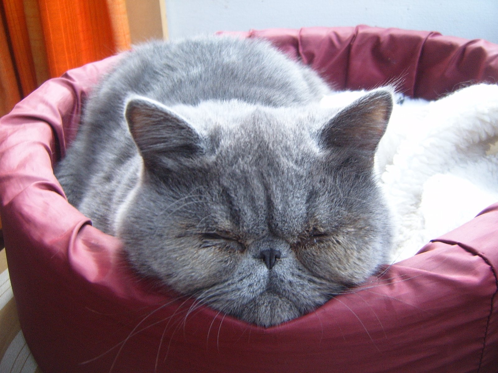 Exotic Shorthair: Plush and Purrfectly Chill (image credits: wikimedia)