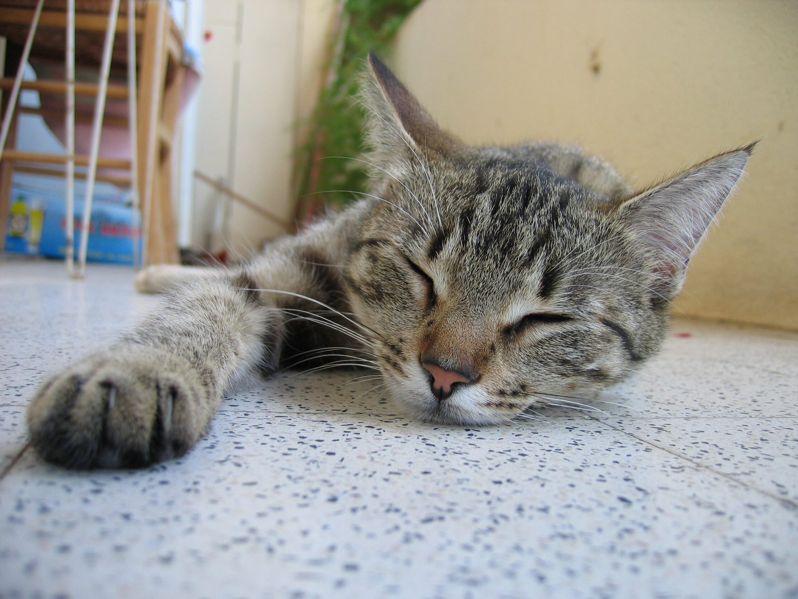 Pet Bed Rejectors: The Floor Is Fine, Thanks (image credits: wikimedia)