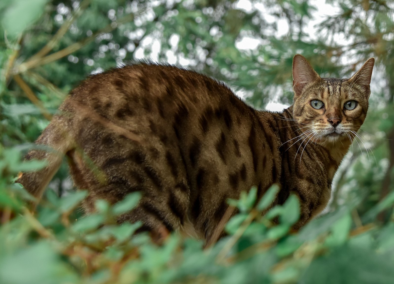 Bengal: The Wild-Hearted Strategist (image credits: wikimedia)