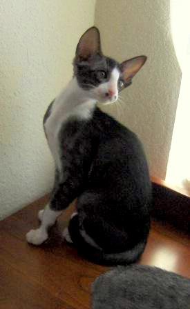 Oriental Shorthair: The Eager Learner (image credits: wikimedia)