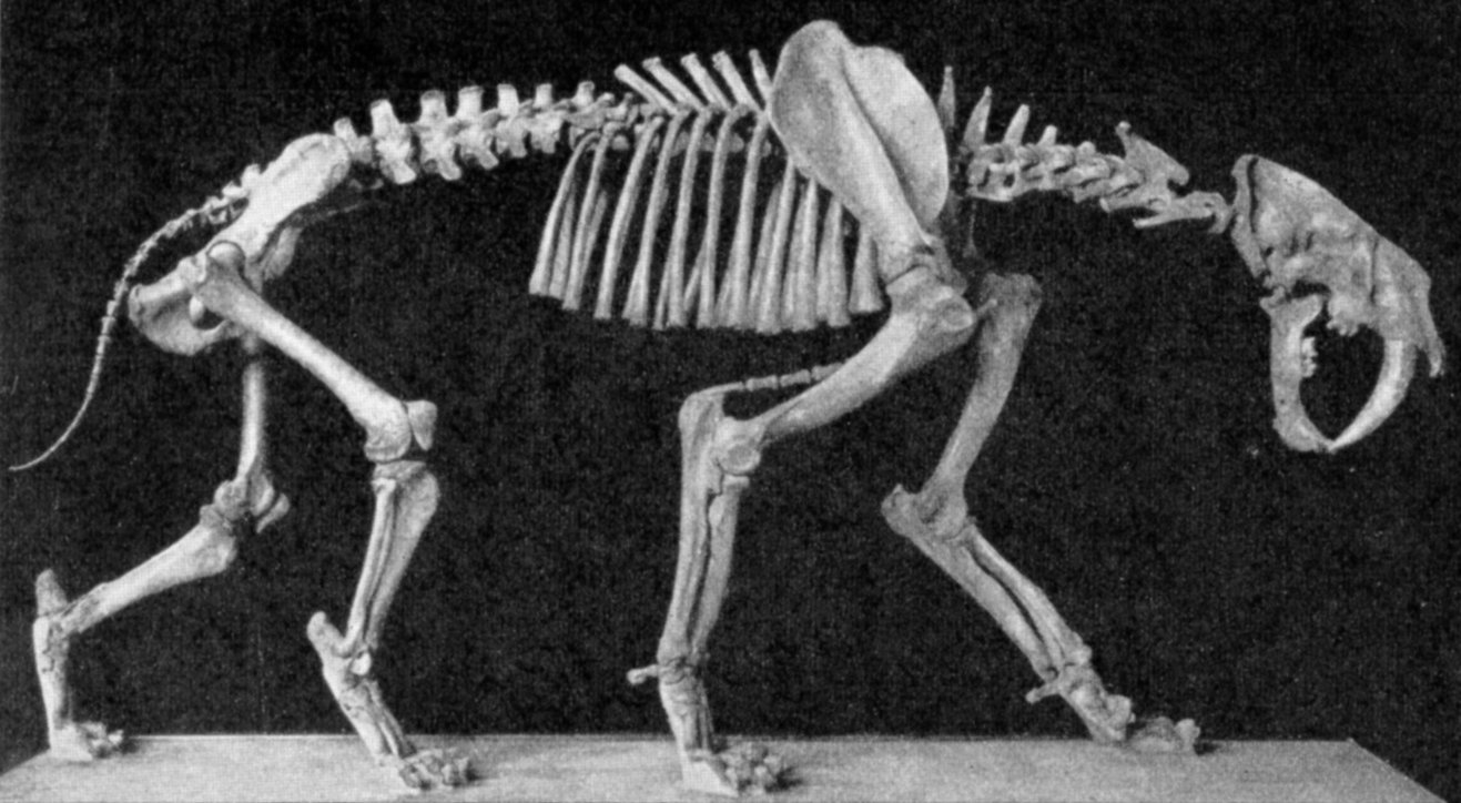 Backbones of Steely Strength (image credits: wikimedia)