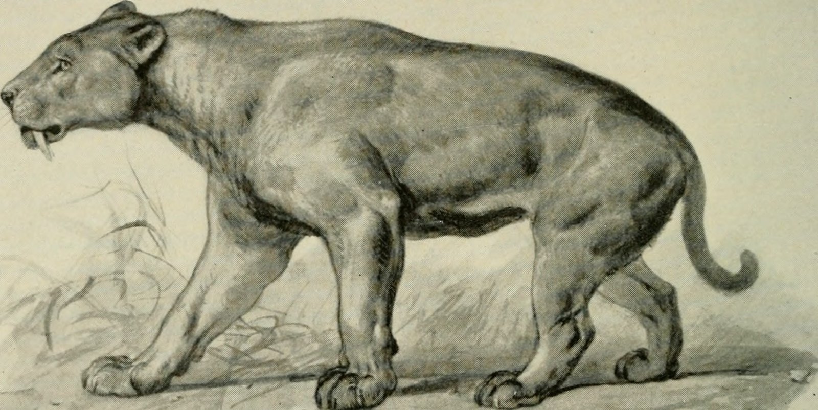 Claws for Crushing, Not Climbing (image credits: wikimedia)