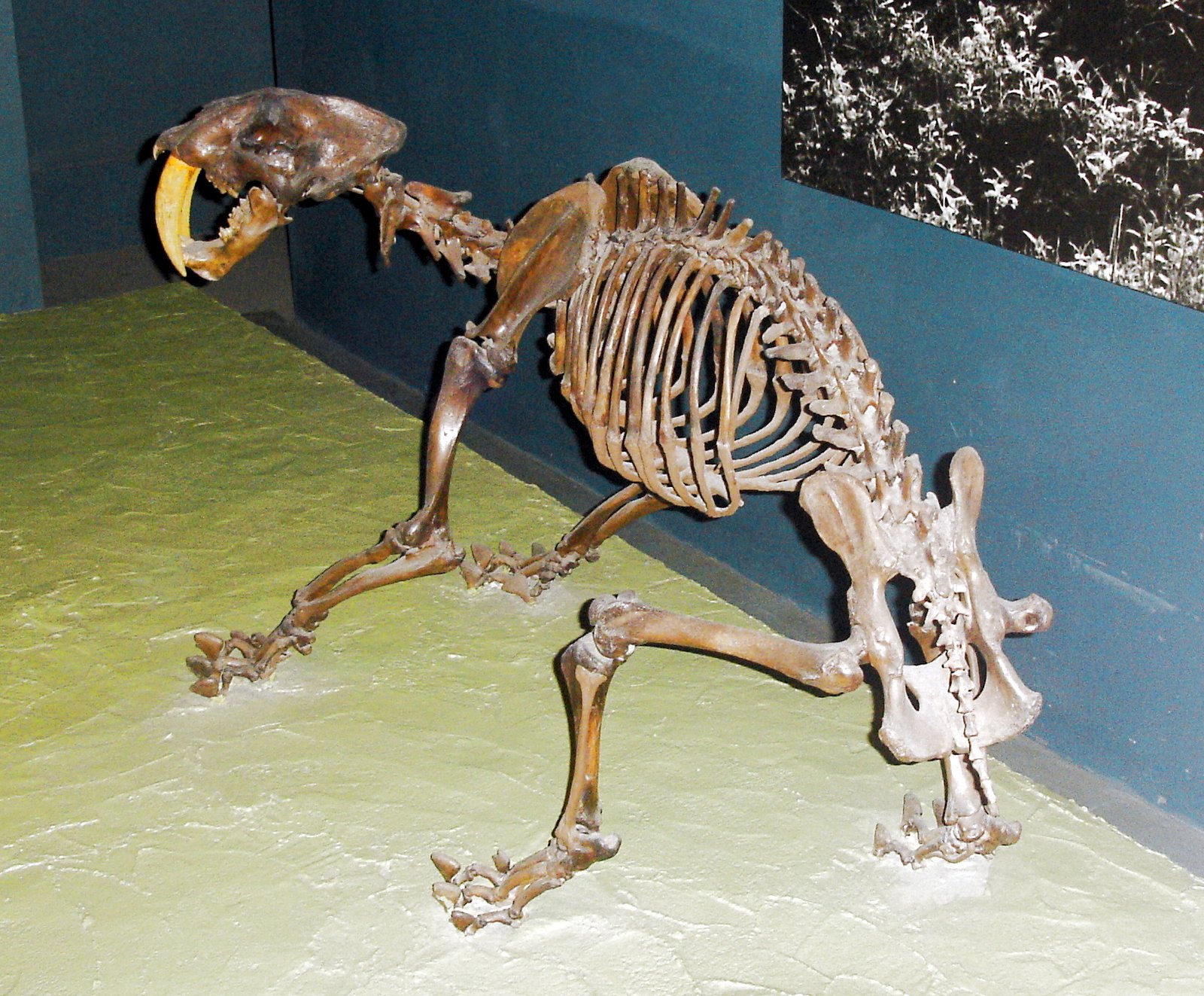 Baby Bones Tell a Family Tale (image credits: wikimedia)