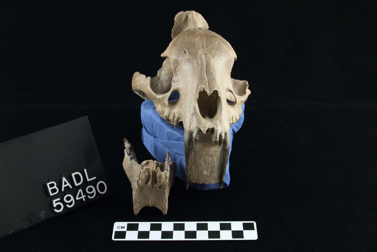 Jaw Joints That Open Wide (image credits: wikimedia)