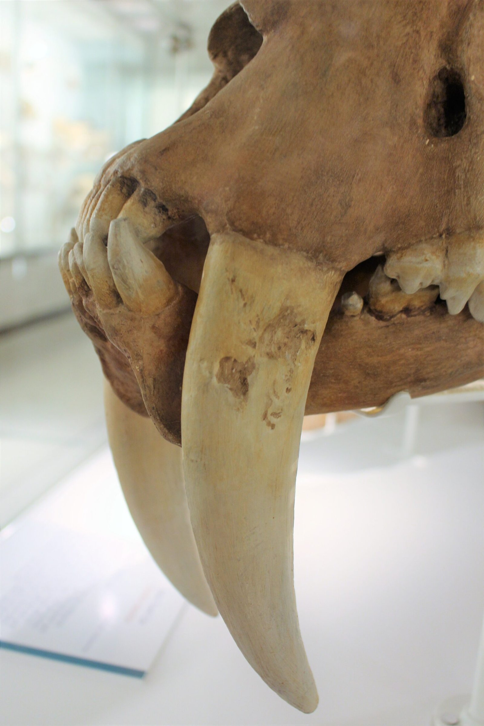 Teeth Built for Show and Tell (image credits: wikimedia)