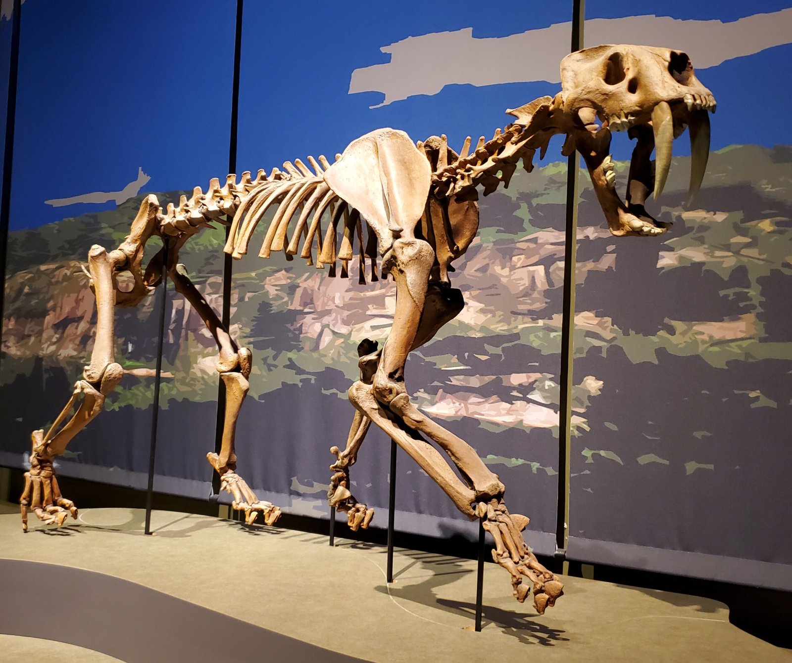 Hip Dysplasia in Ancient Cats (image credits: wikimedia)