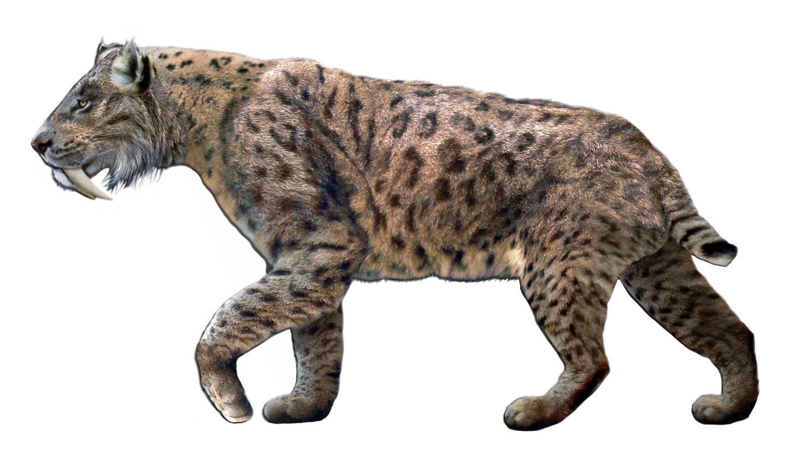 Saber-Toothed Smilodon Sliced Through Prey (image credits: wikimedia)