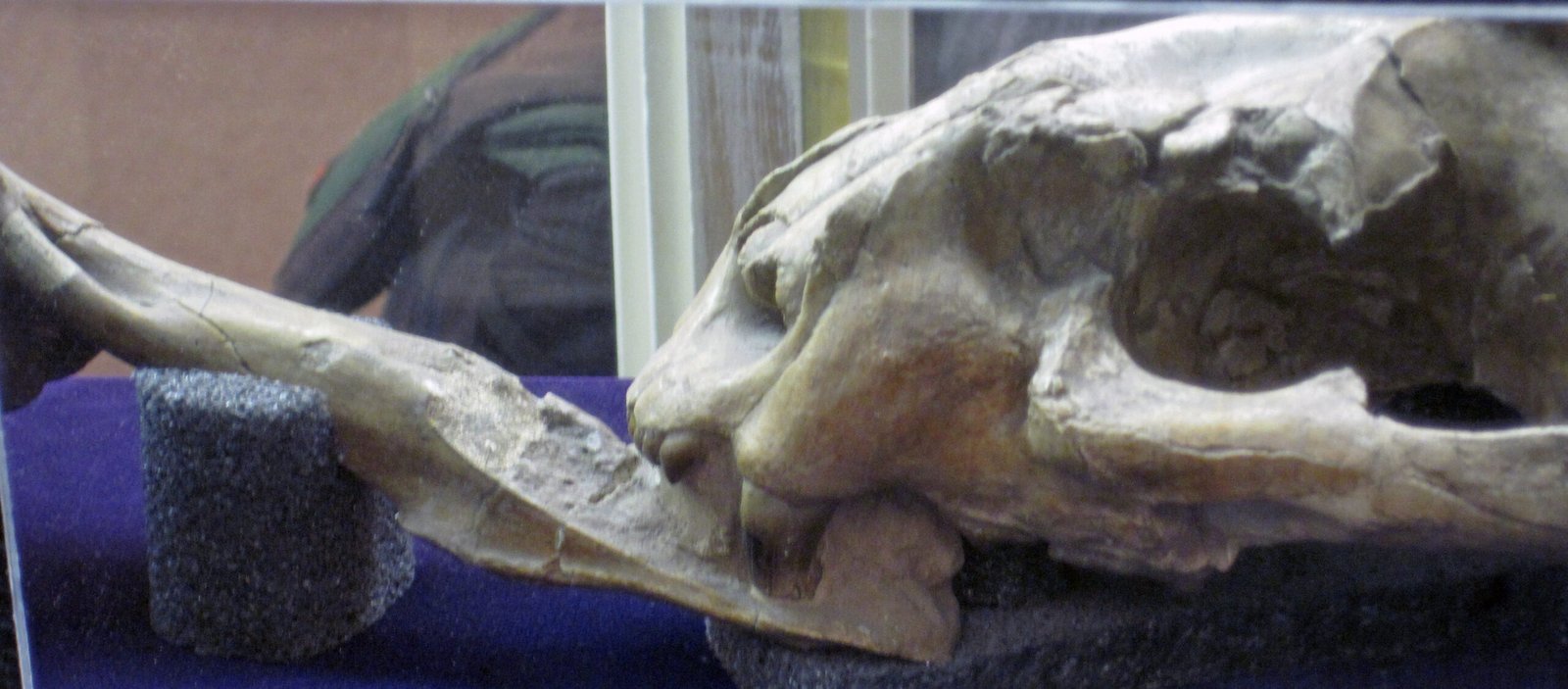 Nimravus: The False Saber-Tooth (image credits: wikimedia)